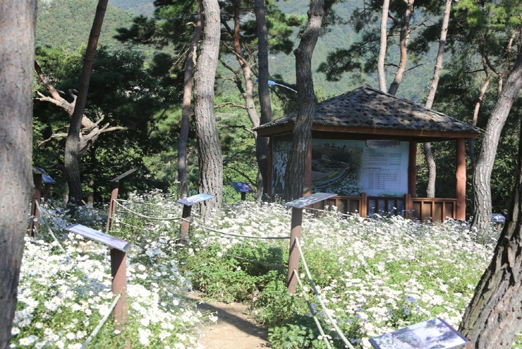 정읍 구절초 축제